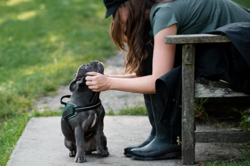 Toronto Innovative Dog Rehabilitation program