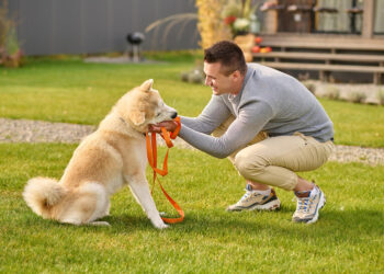 What to Look for in A Dog Behaviour Training Service