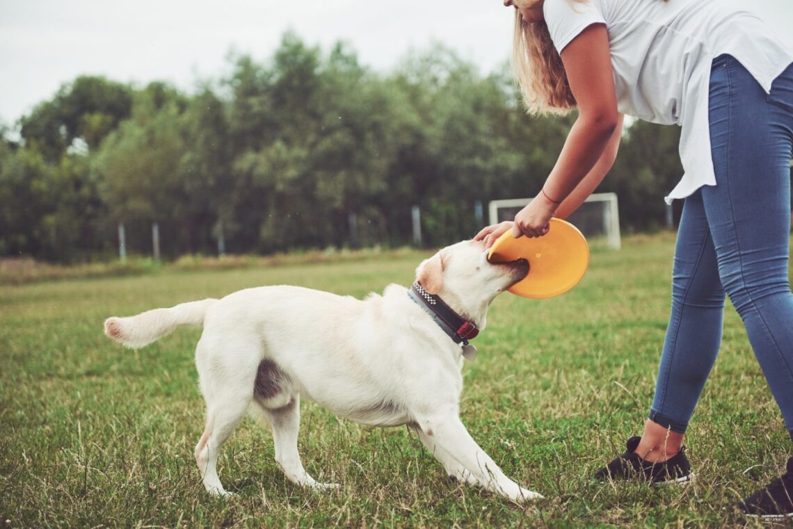 8 Most Common Mistakes Owners Make While Training Their Dog