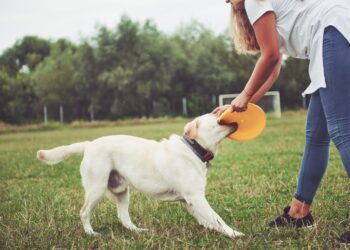 8 Most Common Mistakes Owners Make While Training Their Dog