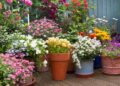 Summer Flowering Plants in India to Bring Home