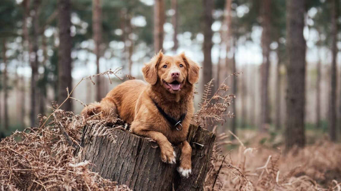 Why Dog Training is Essential For Your Dog
