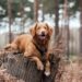 Why Dog Training is Essential For Your Dog